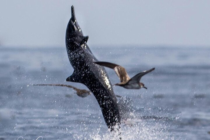 Whale and Dolphin Watching in Puntarenas - Photo 1 of 9